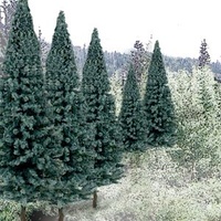 Woodland Scenics 2In - 4In Rm Real BlueSpruce 18/Pk